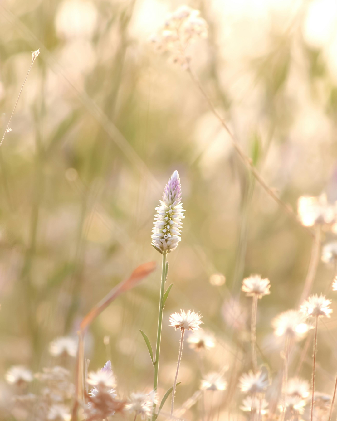 Spirituele begeleiding